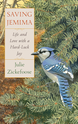 Zickefoose - Saving Jemima: life and love with a hard-luck jay