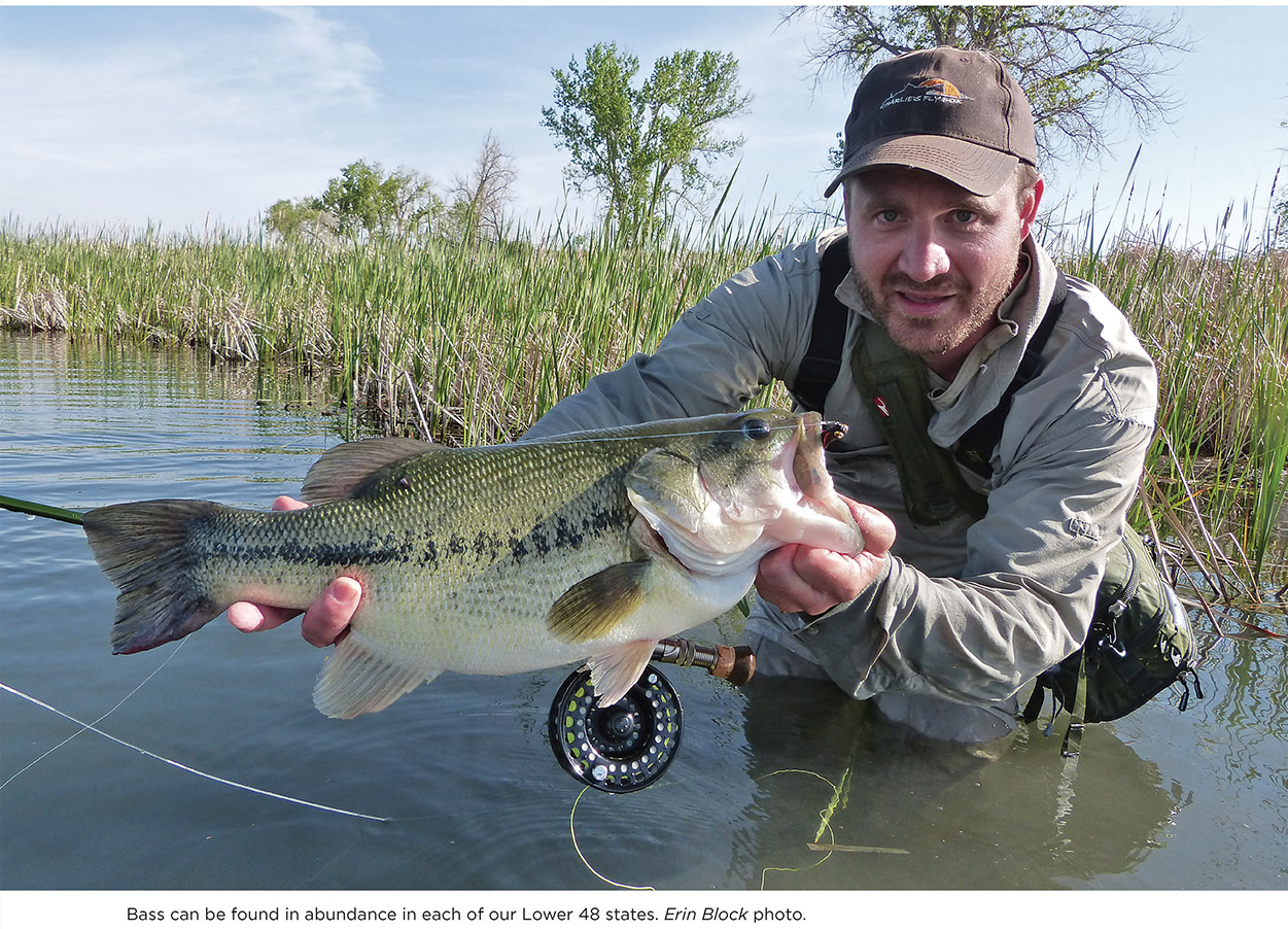 B lack bass in aggregate are the most sought-after gamefish in the United - photo 8