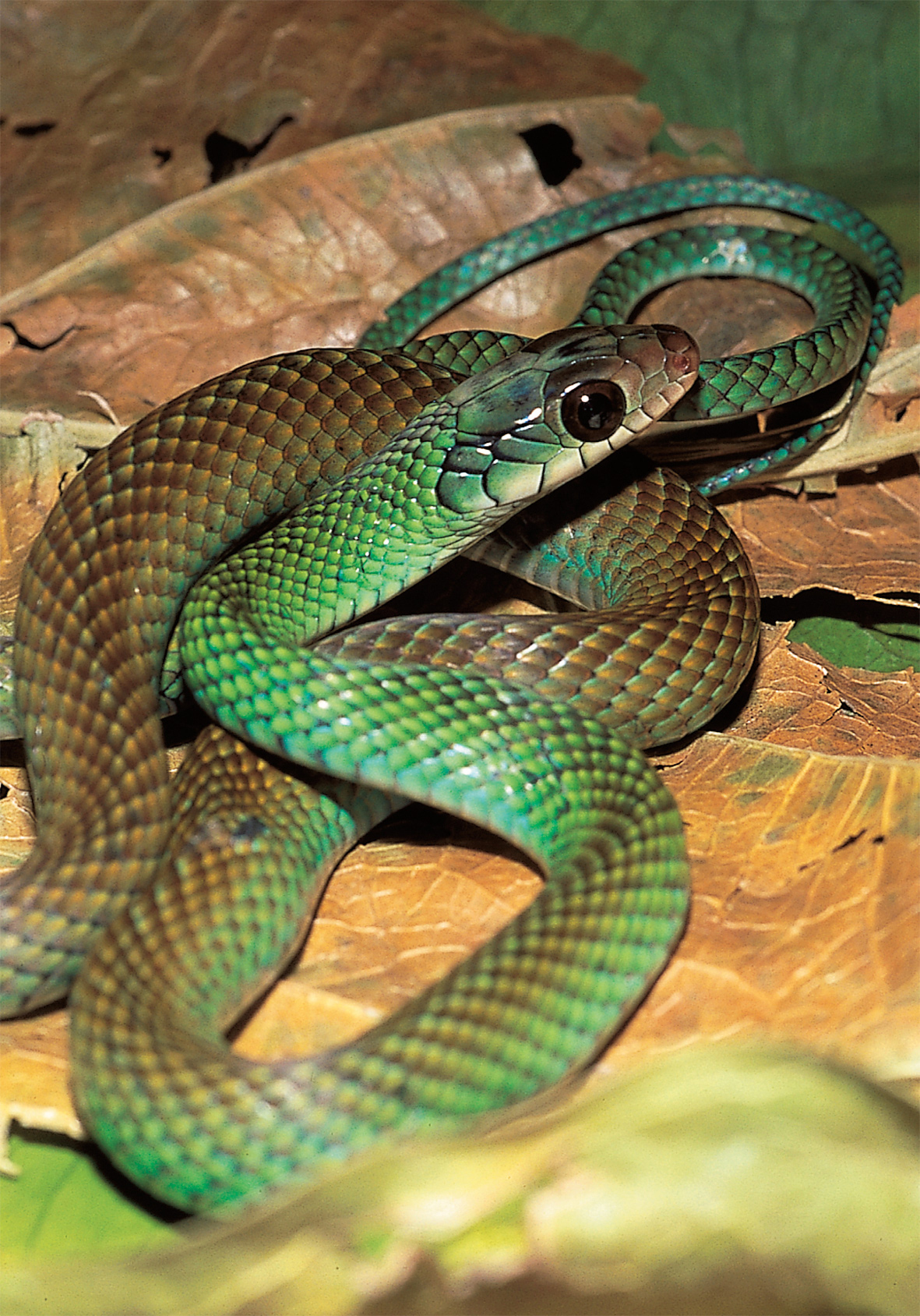 Mexican speckled racer Drymobius margaritiferus PREFACE Snakes fascinate - photo 4