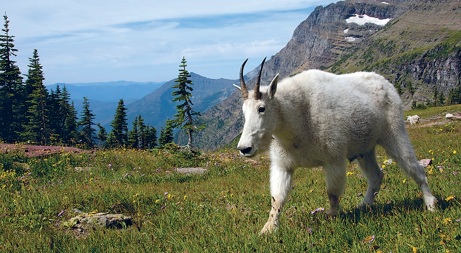 Mountain goat at Glacier National Park MARK NEWMANLONELY PLANET IMAGES - photo 5