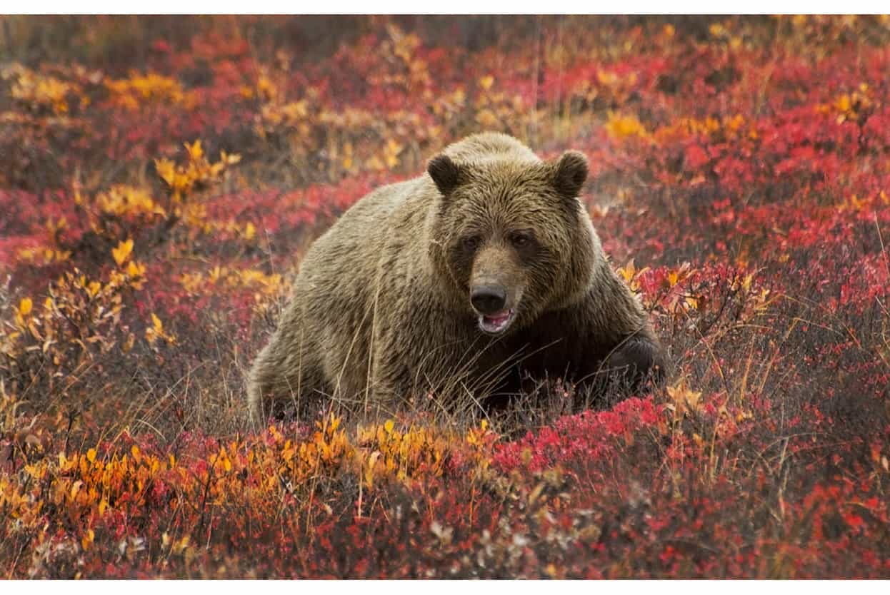 Top Attraction 6 iStock Denali National Park North Americas highest peak - photo 9