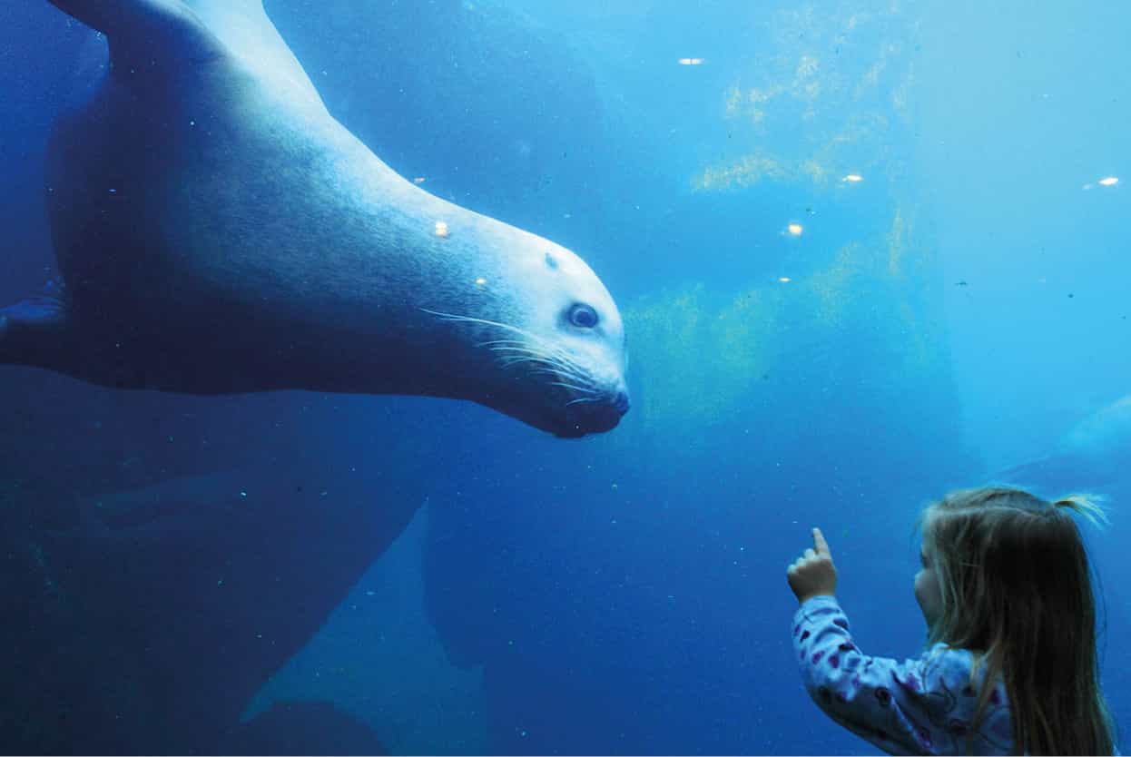 Top Attraction 9 Dan JolingAPREXShutterstock Seward SeaLife Center After - photo 12