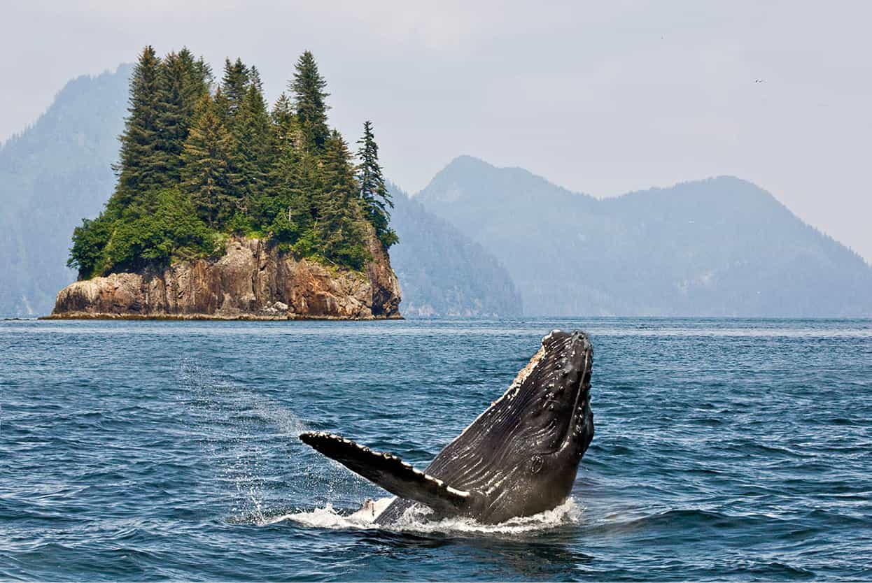 Top Attraction 5 Shutterstock Kenai Fjords National Park Humpbacks orcas - photo 8