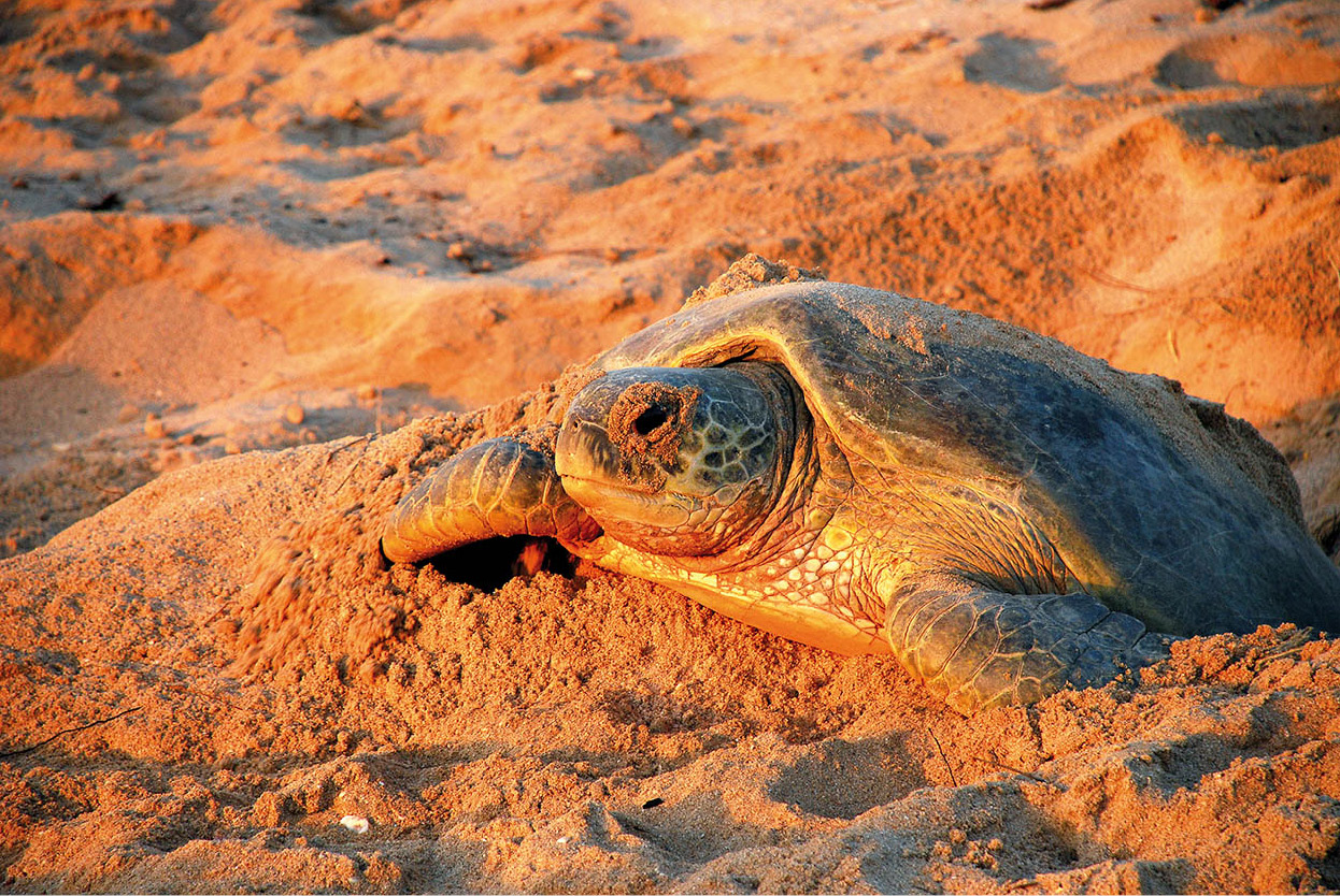 Top Attraction 7 Shutterstock Ras al Jinz Turtle Reserve Nesting site of - photo 10