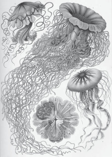 Figure p1 Cnidarians The first metazoans animals with several cells were - photo 2