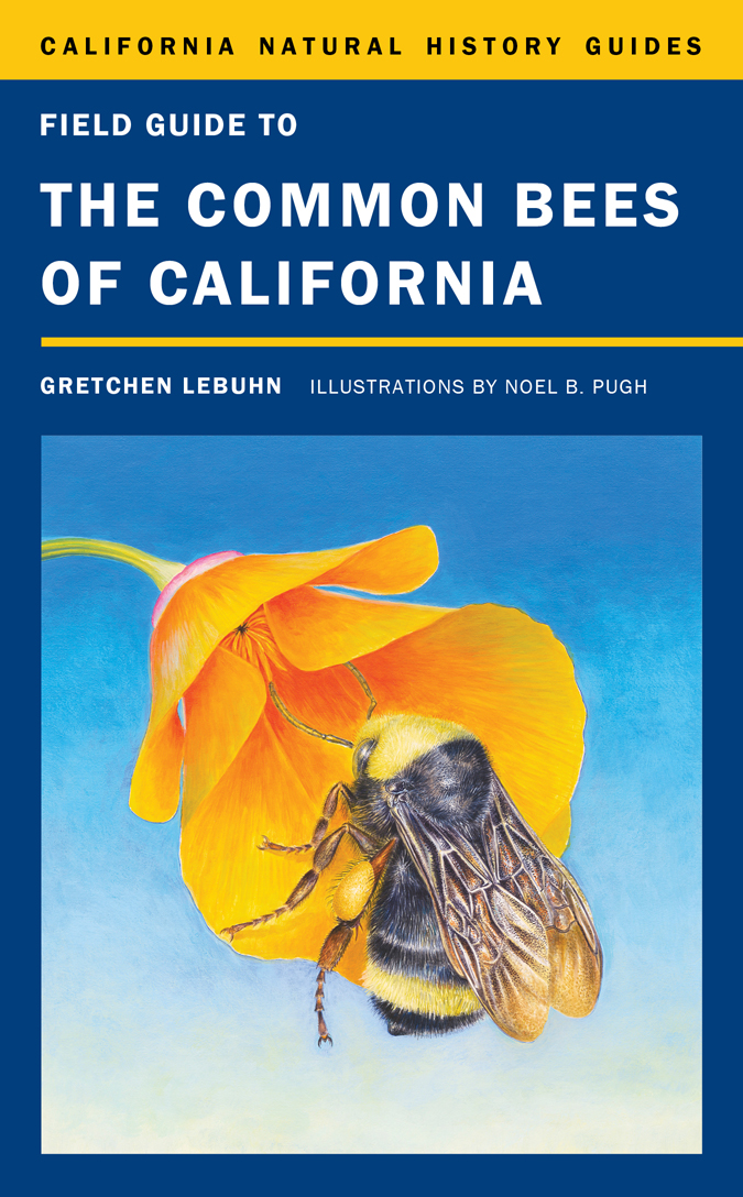 CALIFORNIA NATURAL HISTORY GUIDES FIELD GUIDE TO THE COMMON BEES OF - photo 1