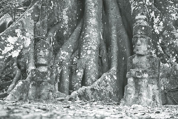 Figure I1 A bodhi tree in Sumatra Indonesia Figure I2 A bur oak in - photo 4