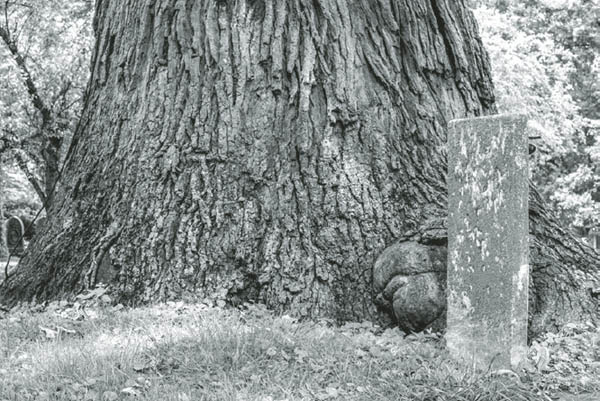 Figure I2 A bur oak in Lexington Cemetery Introduction Two Trees Two - photo 5