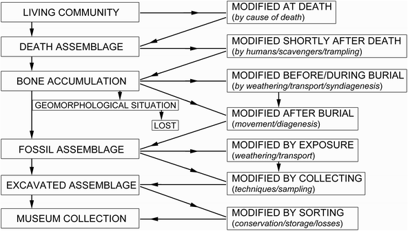 Fig 11 Stages in the formation and modification of animal assemblages The - photo 1