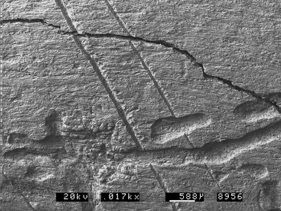 Fig 12 Scanning electron micrograph of the proximal end of the shaft of a - photo 2