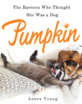 Young Pumpkin--The Raccoon Who Thought She Was a Dog