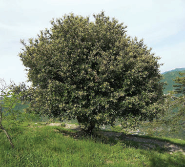 Holm oak Q ilex Climate change is recorded in tree rings Under good growth - photo 11