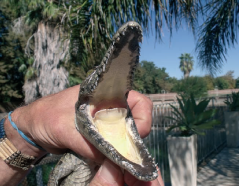 A crocodile farm guide shows the gular flap at the back of the throat Some - photo 5