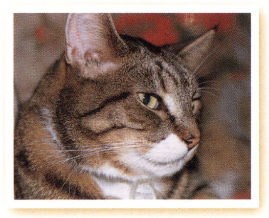 My tabby cat Rambo has been a tireless model for me over the years I have made - photo 4