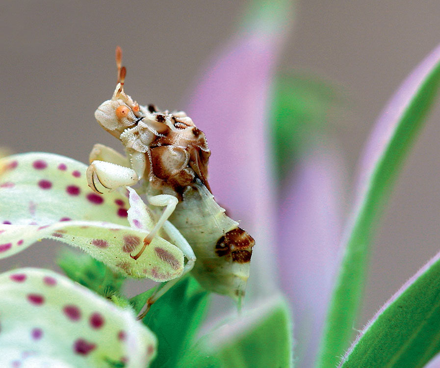 Ambush Bug Contents Preface Native insects that prey upon or parasitize crop - photo 3