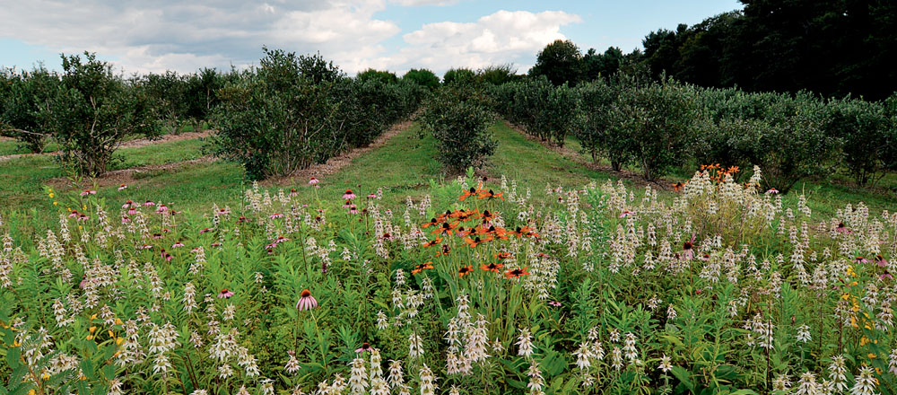 Preface Native insects that prey upon or parasitize crop pests are unsung - photo 4