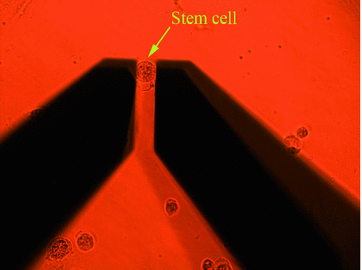 Fig 13 Gripping of human mesenchymal stem cell 25 m diameter using a - photo 4