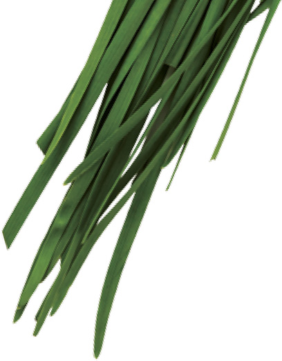 Garlic Chives Nira These flat mildly aromatic leaves are a gyoza staple An - photo 10