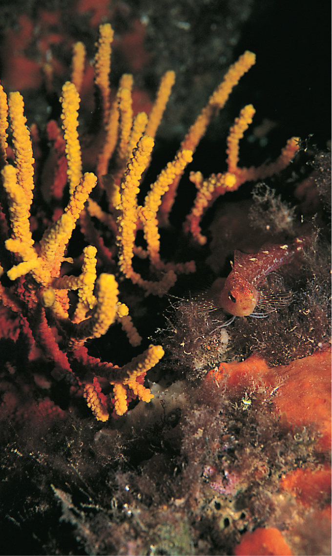 Colourful corals can be found all around the Mediterranean coastline and - photo 4