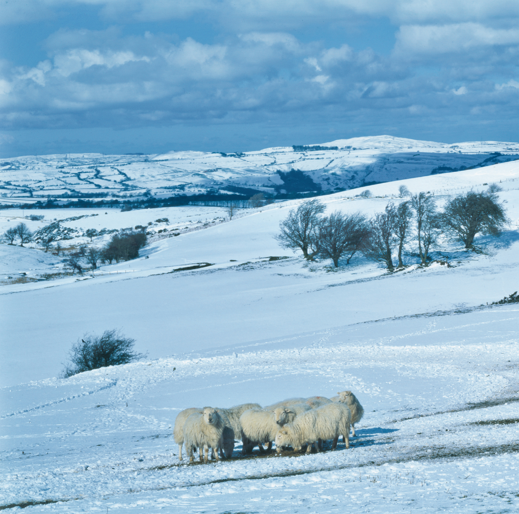 Sheep on snowscape Conwy Wales Rewilding is a contested idea and people - photo 3