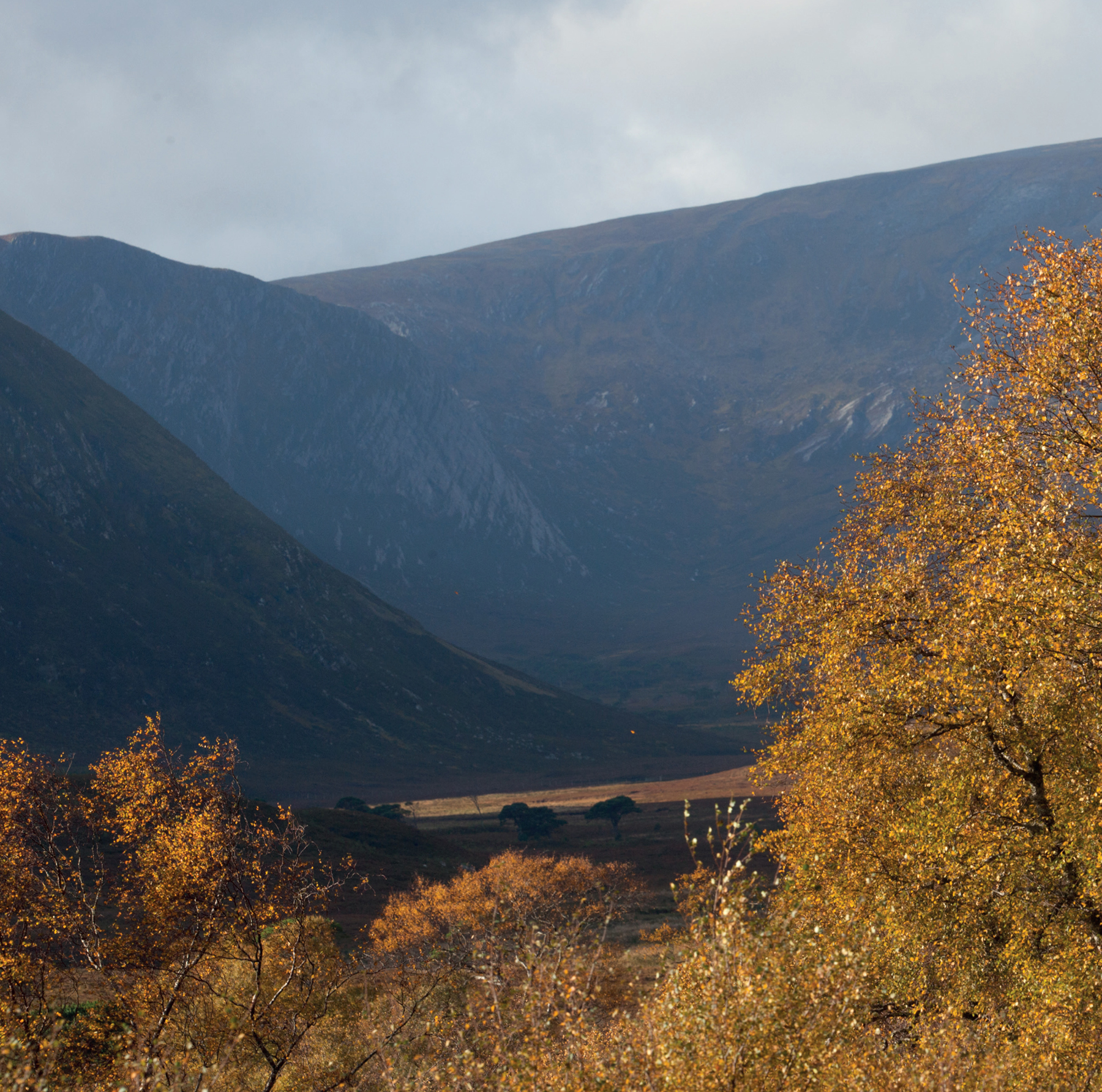 Colonising silver birch in glaciated valley Alladale Following the end of - photo 4