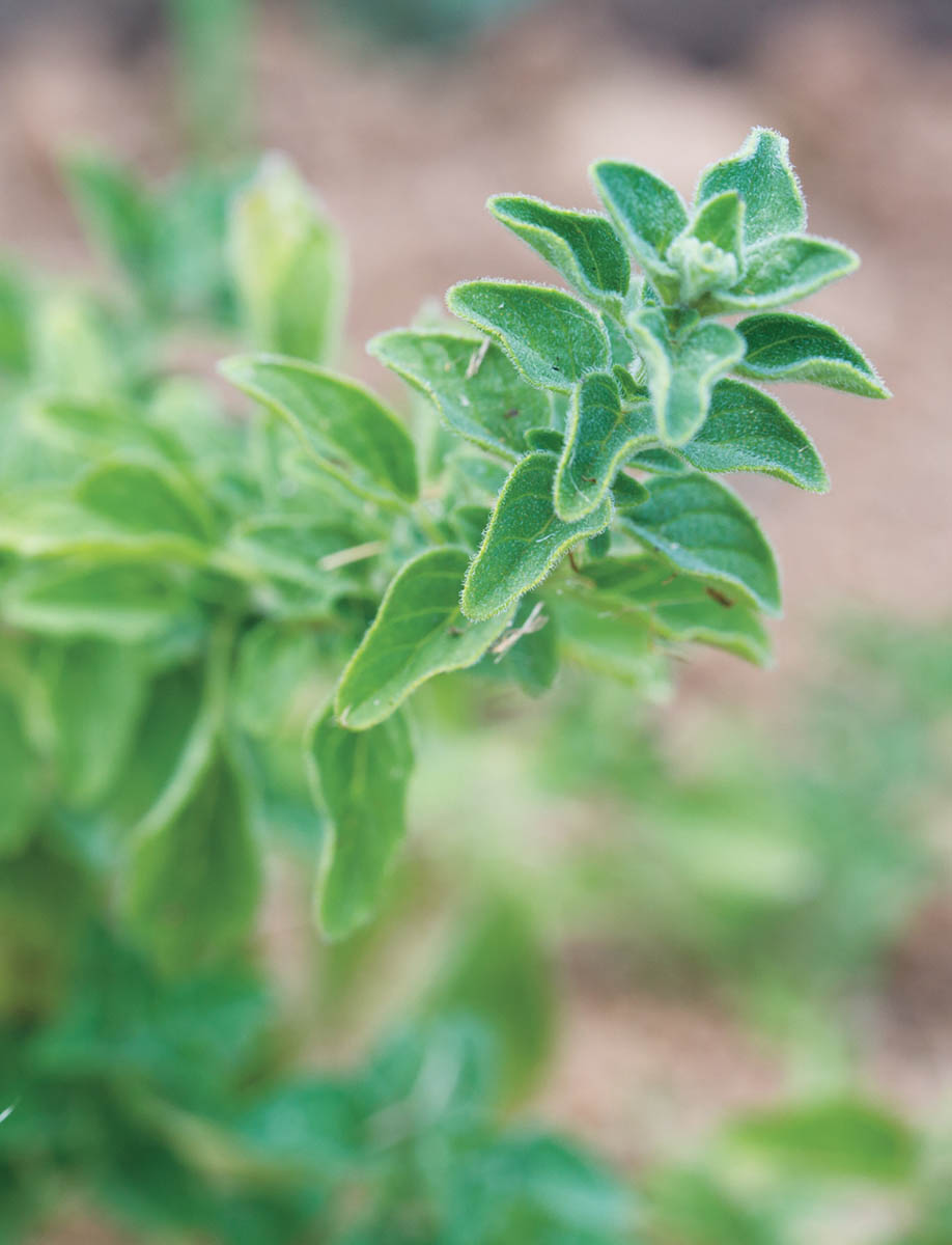 Introduction Pestos for Today As a lover of traditional pesto since the time - photo 3