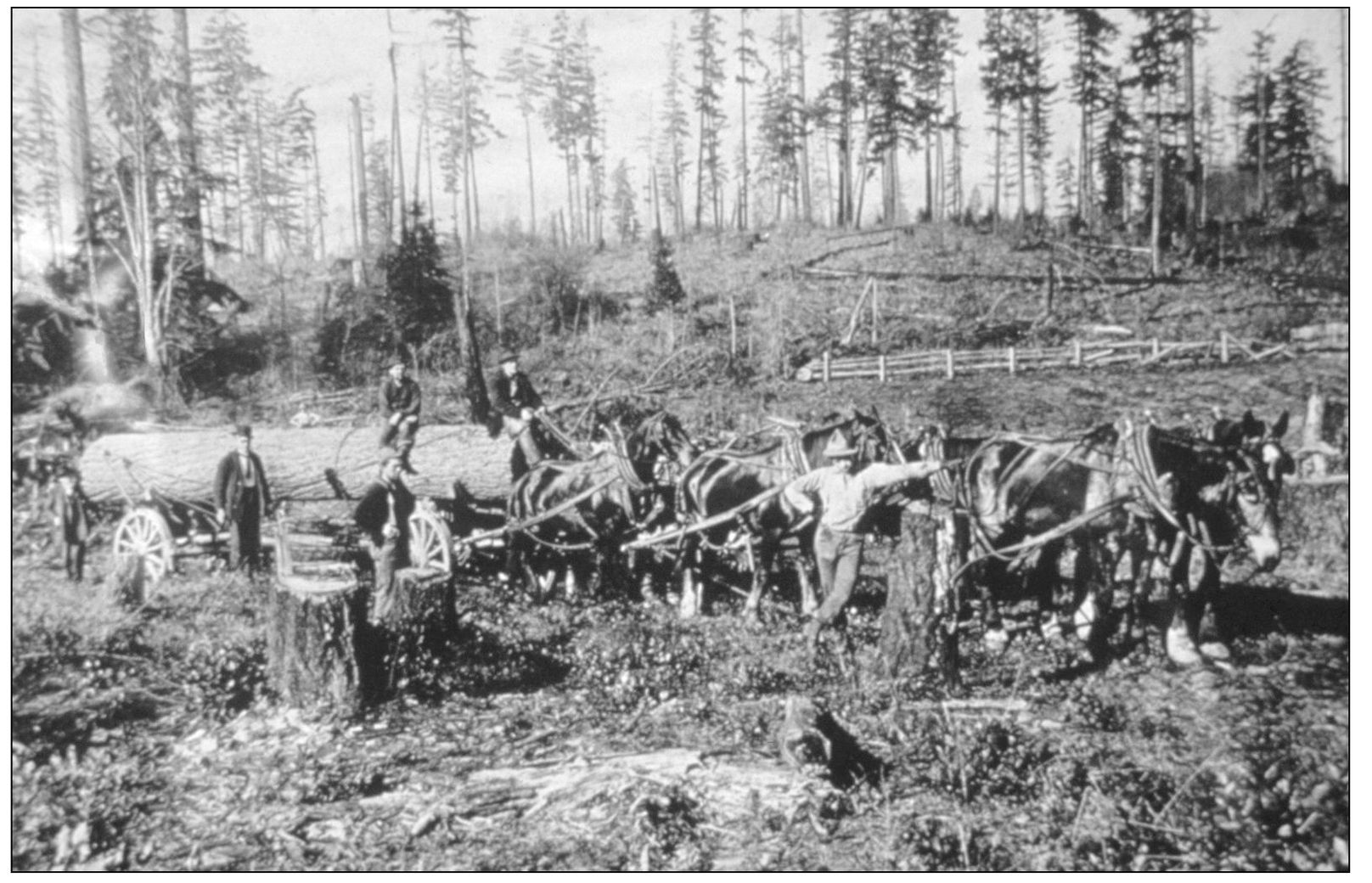 When the first white settlers arrived in Seattle in the 1850s the area was - photo 3