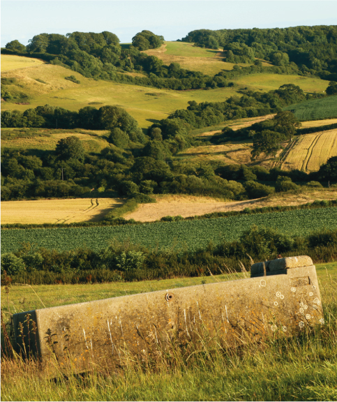 Summer hedgerows in West Dorset Introduction A PREOCCUPATION WITH HEDGEROWS I - photo 3