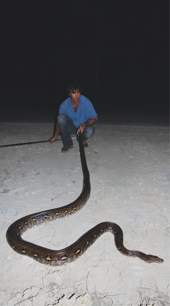 The Burmese reticulated python I found lying across the road in Borneo - photo 23