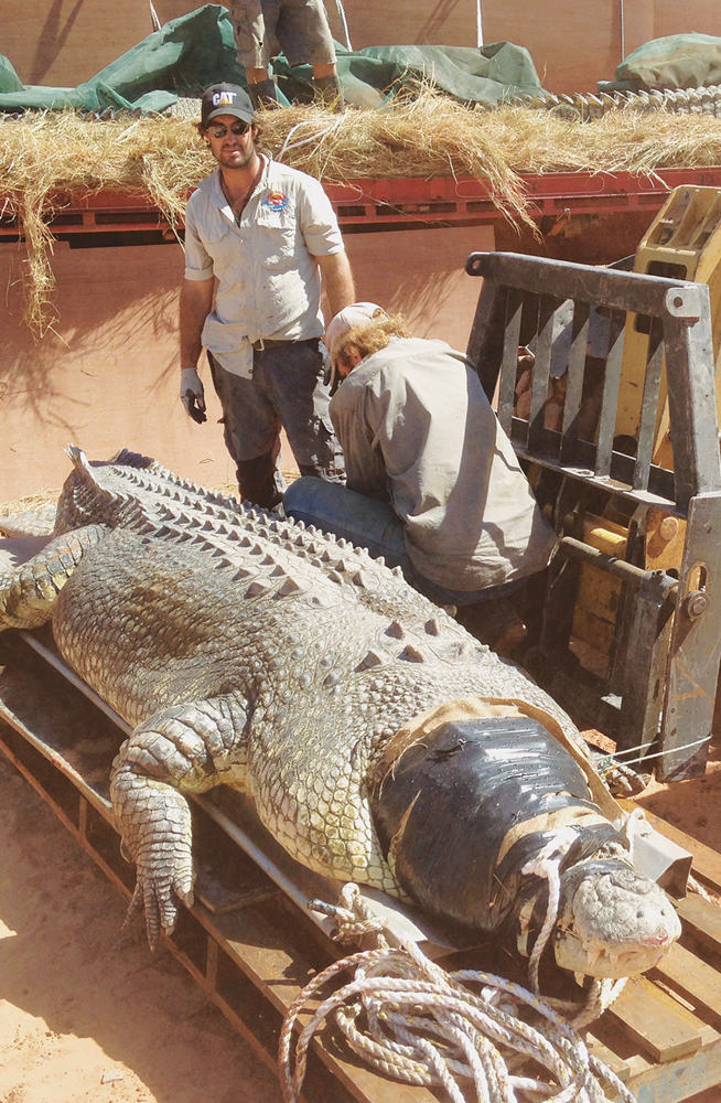 17-foot croc Axel getting moved from Wyndham Crocodile Farm during the wild - photo 7