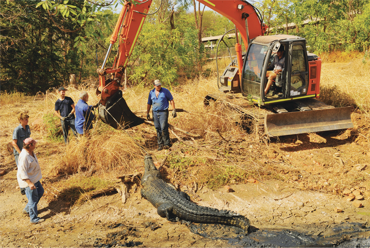 Using an excavator to pull out another big crocodile just one of the methods - photo 8