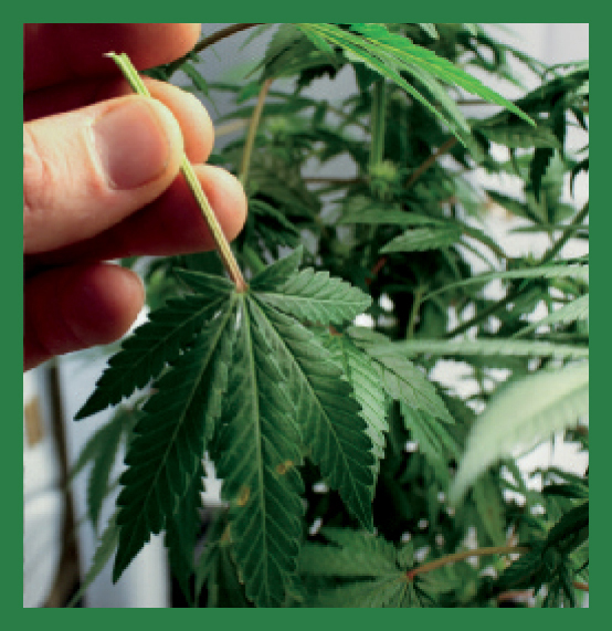 Marijuana daily gardening how to grow indoors under fluorescent lights - photo 6