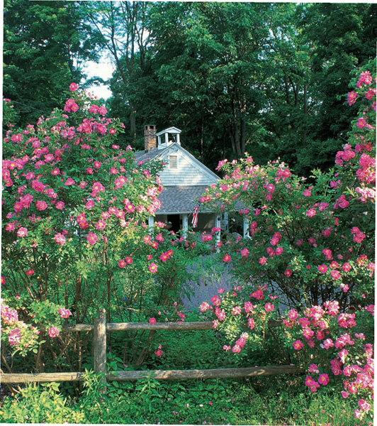 The large climbing rose William Baffin softens the landscape while creating a - photo 5