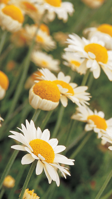 golden marguerite Anthemis Susanna Mitchell Gardeners neednt think that the - photo 5