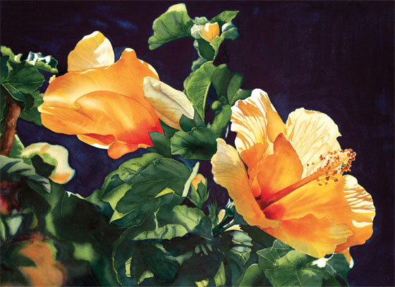 Yellow Hibiscus Kathleen Alexander 21 29 55cm 75cm Transparent watercolor - photo 6