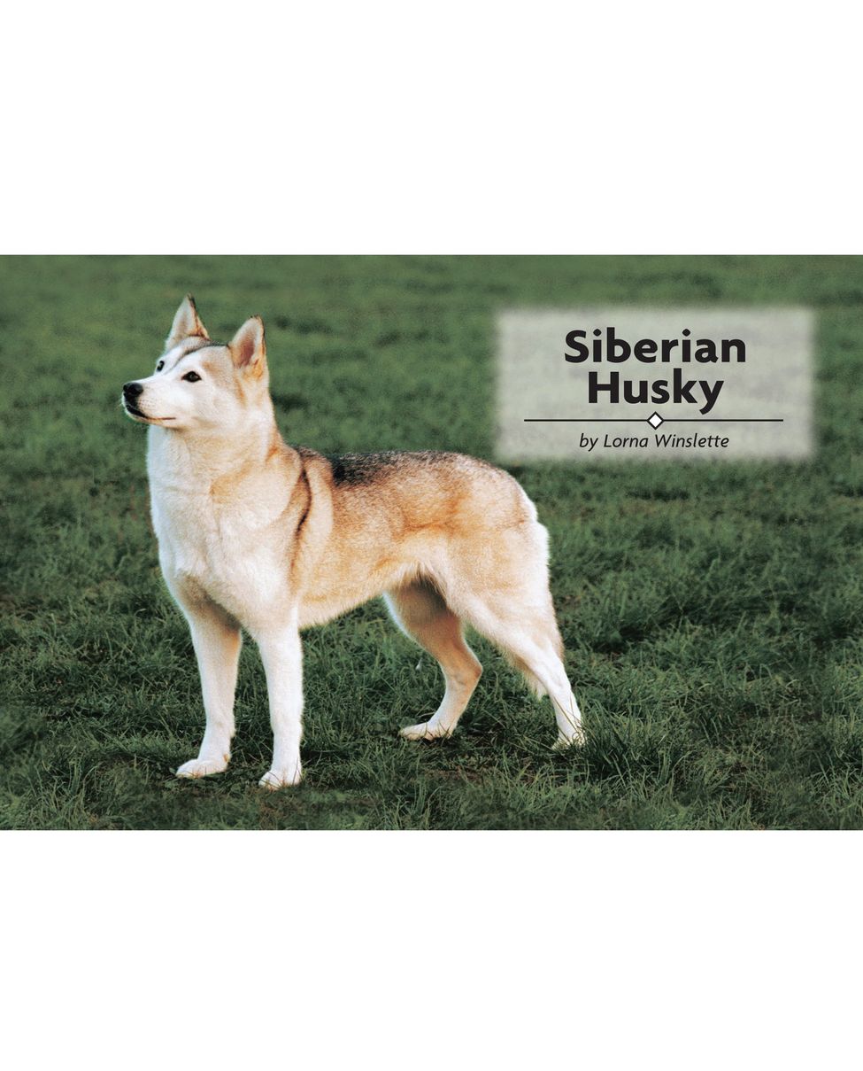 Table of Contents Physical Characteristics of the Siberian Husky from the - photo 2