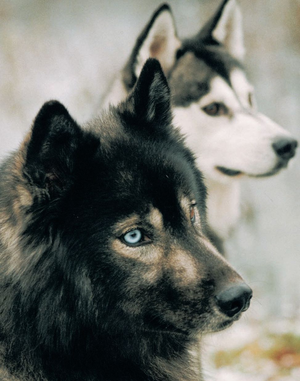 HISTORY OF THE SIBERIAN HUSKY GENESIS AND ORIGINAL PURPOSE OF THE BREED - photo 4