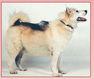 The Greenland Dog a rare Arctic breed developed on the frigid island of - photo 6