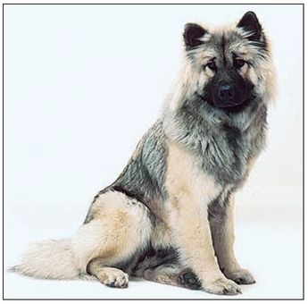 The Husky then referred to as the Siberian Chukchi or simply the Chukchi was - photo 7