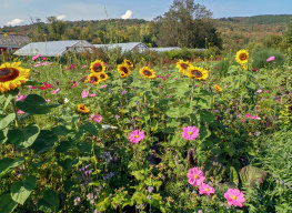 Hayden John P. - Farming on the wild side: the evolution of a regenerative organic farm and nursery