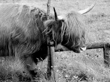 From a tourists perspective there appears to be a greater variety of cows in - photo 4