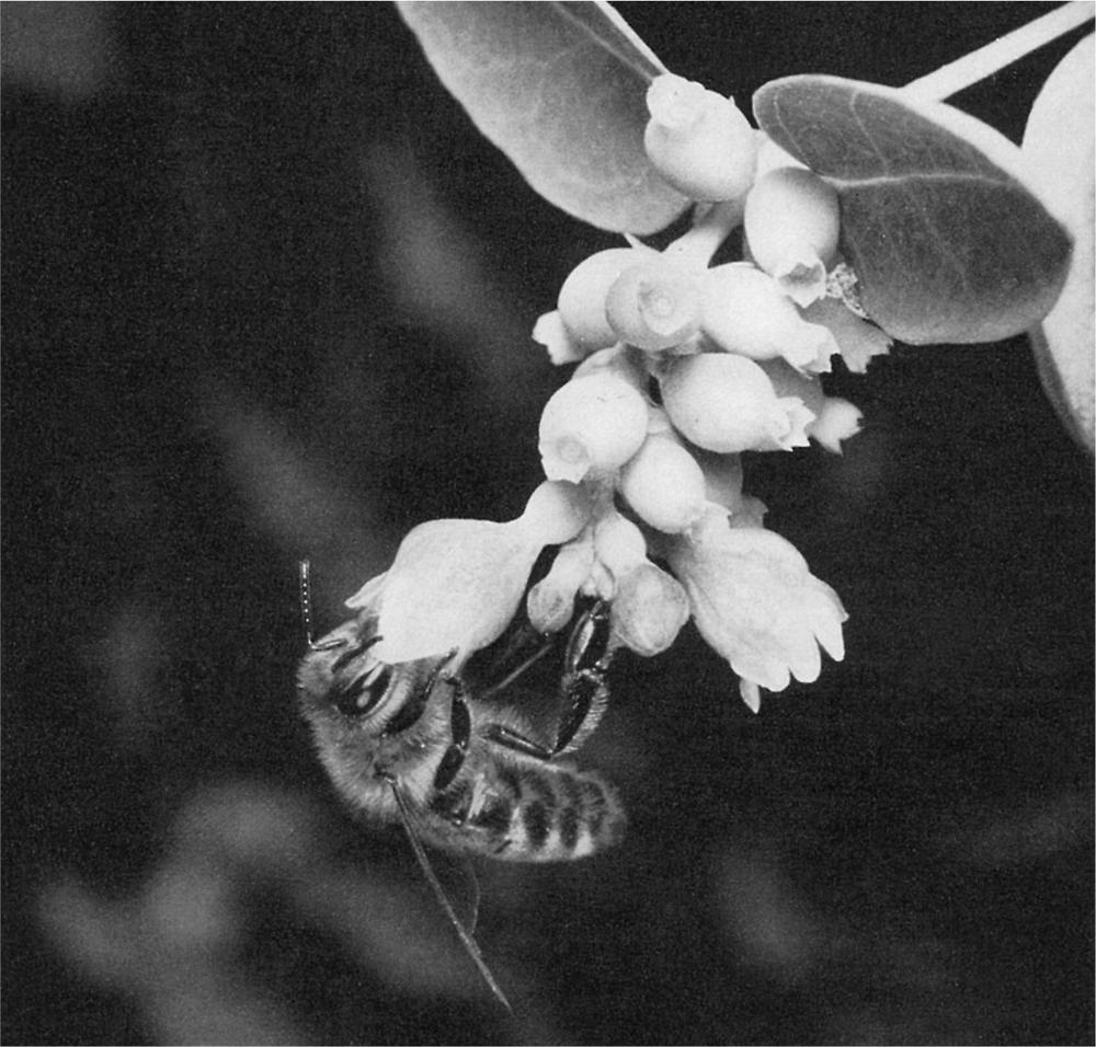 Figure 1 Bee gathering nectar on snowberry Symphoricarpos It is a - photo 1