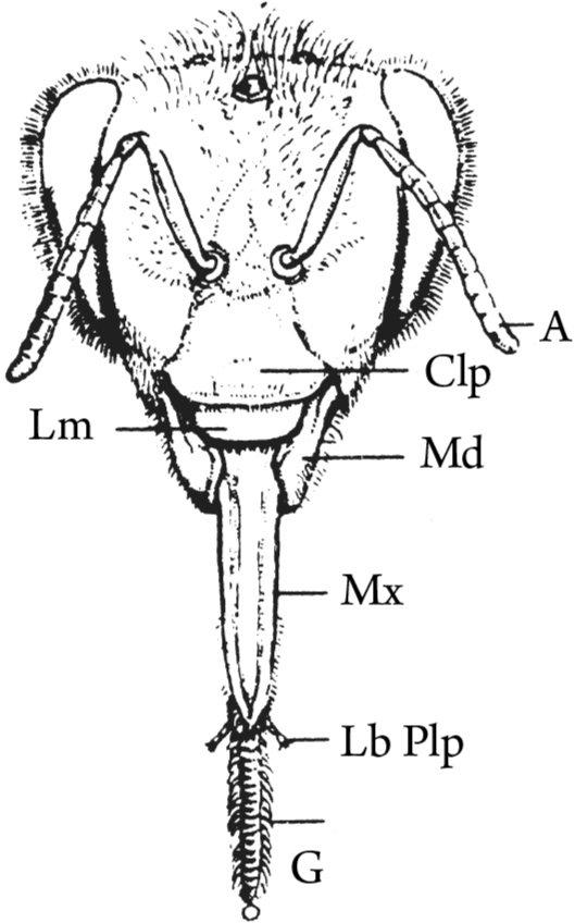 Figure 3 Head and mouth parts of worker bee A antenna Clp clypeus Lm - photo 3