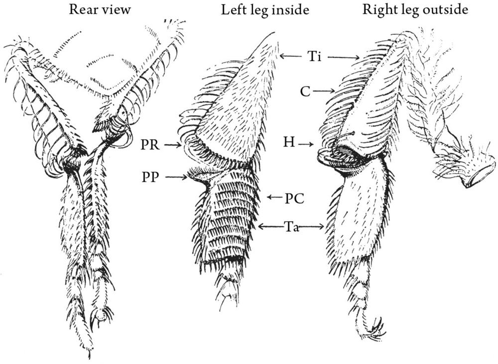 Figure 5 Pollen collection apparatus on the rear legs of worker bees Ti - photo 5