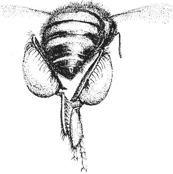 Figure 7 Bee scraping pollen into loads Not far from the fruit tree is a - photo 7