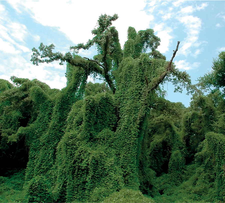 Kudzu is an invasive vine that takes over a landscape quickly The leaves are - photo 4