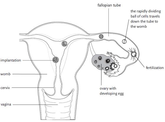The time of ovulation depends on the length of the menstrual cycle If a woman - photo 3