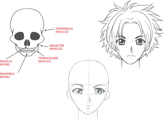 The sunken areas of the skull are padded with the three major facial muscles - photo 8