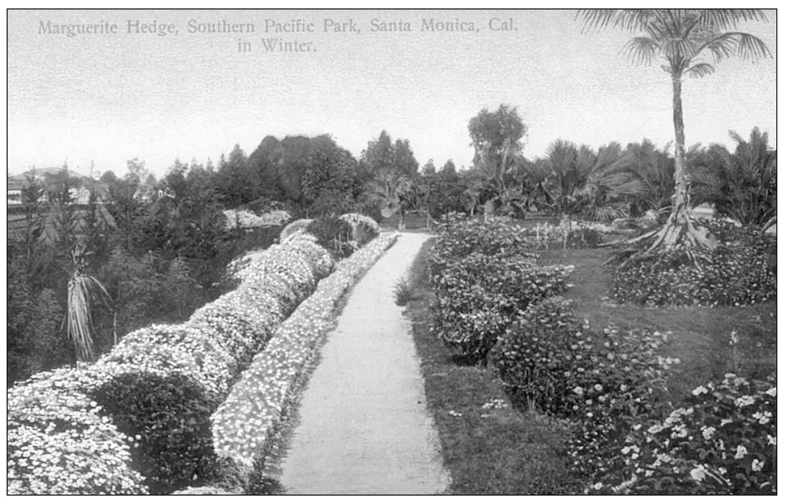 MARGUERITE HEDGE SOUTHERN PACIFIC PARK SANTA MONICA CAL IN WINTER George - photo 9