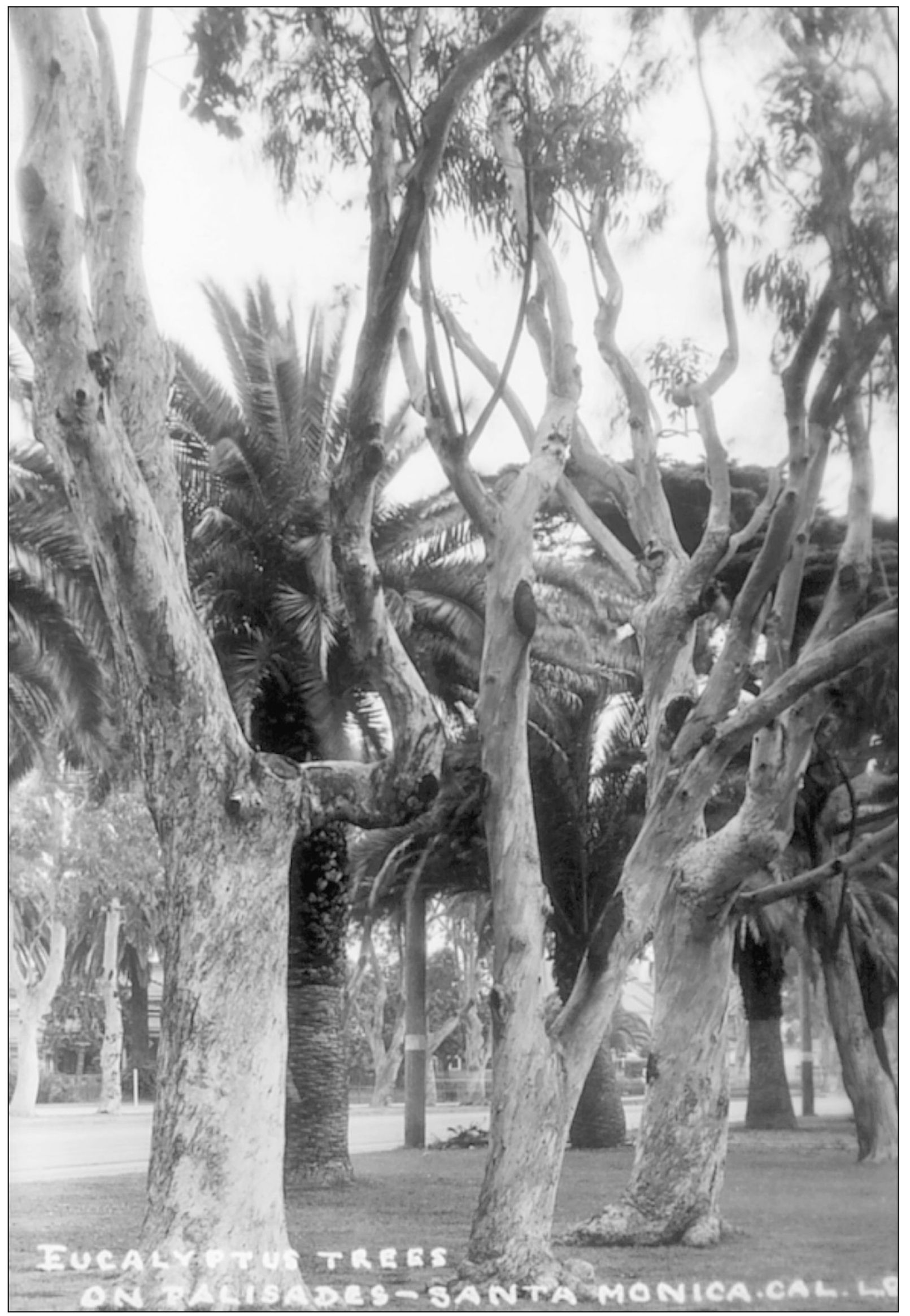 EUCALYPTUS TREES ON PALISADES SANTA MONICA CAL Unknown No L8 LA - photo 10